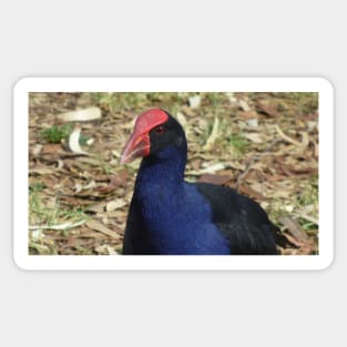 Purple Swamphen Sticker